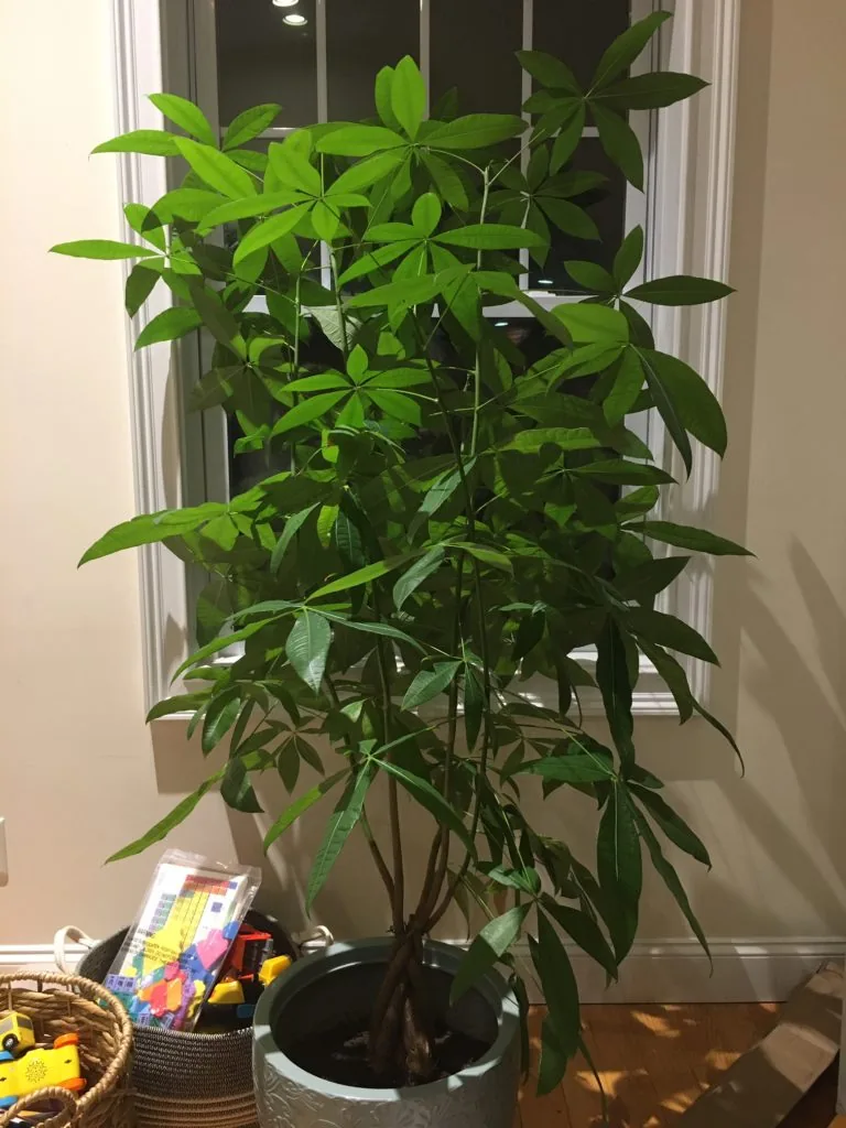 my money tree